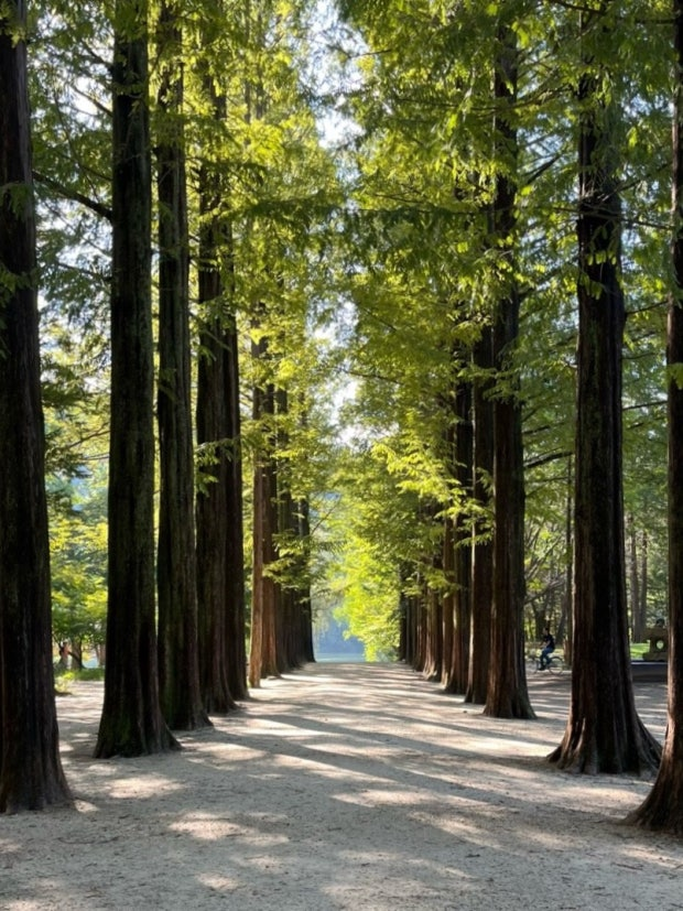 Metasequoia Lane (메타세쿼이아길)