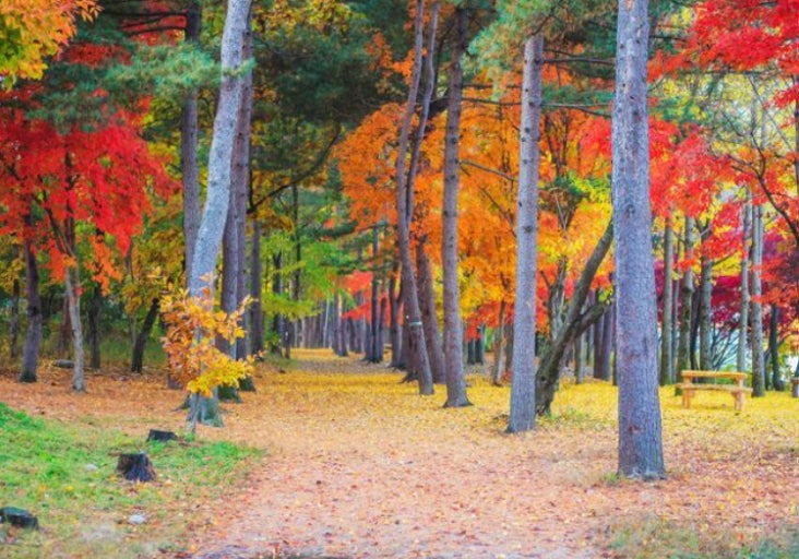 Nami Island 
