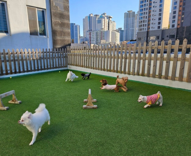 펫 유치원 (Pet Kindergartens)