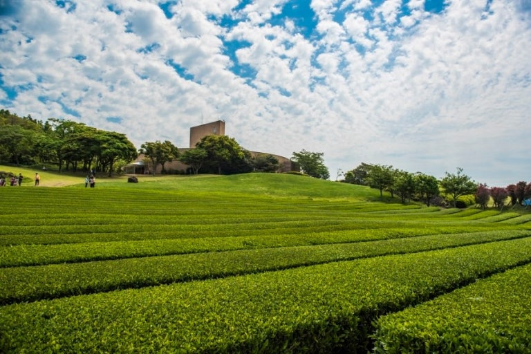 오설록 티 뮤지엄 (O'sulloc Tea Museum)