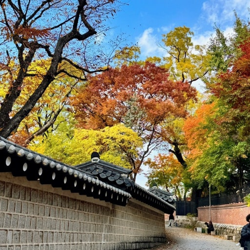 덕수궁 돌담길 (Deoksugung Palace Stonewall Walkway)
