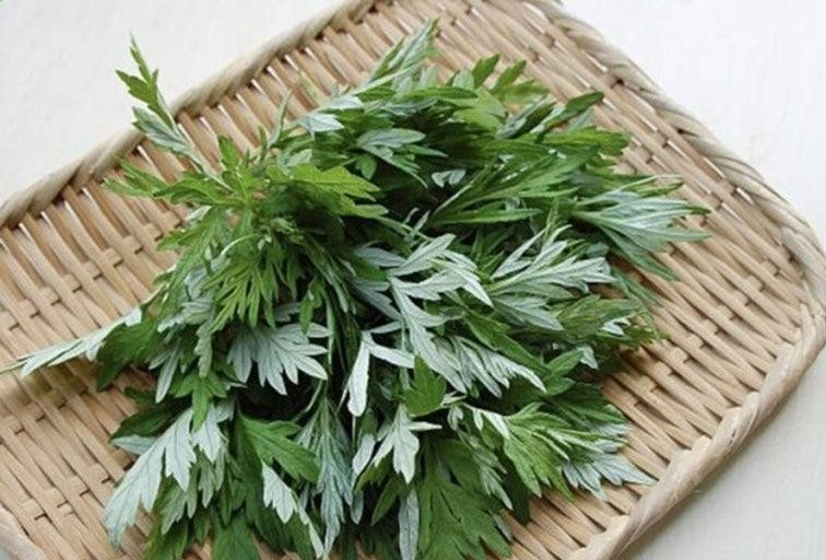 쑥 (Mugwort)
