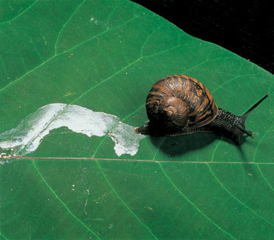 달팽이 점액 (Snail Mucin)