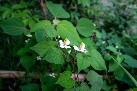 어성초 (Heartleaf / Houttuynia Cordata)