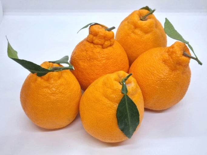 Hallabong (한라봉)