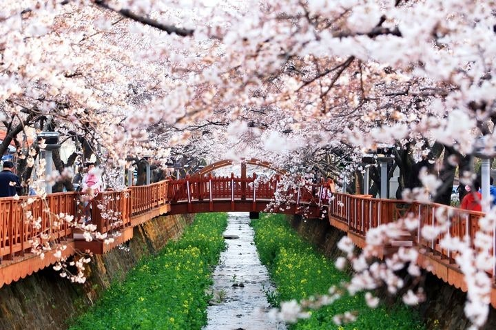 Cherry blossoms (벚꽃, beotkkot)